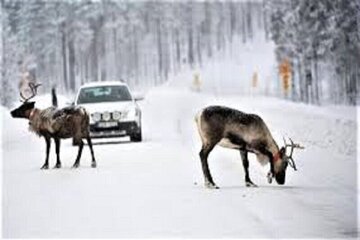 مبارزان حیات وحش به شبکه مستند می‌آیند