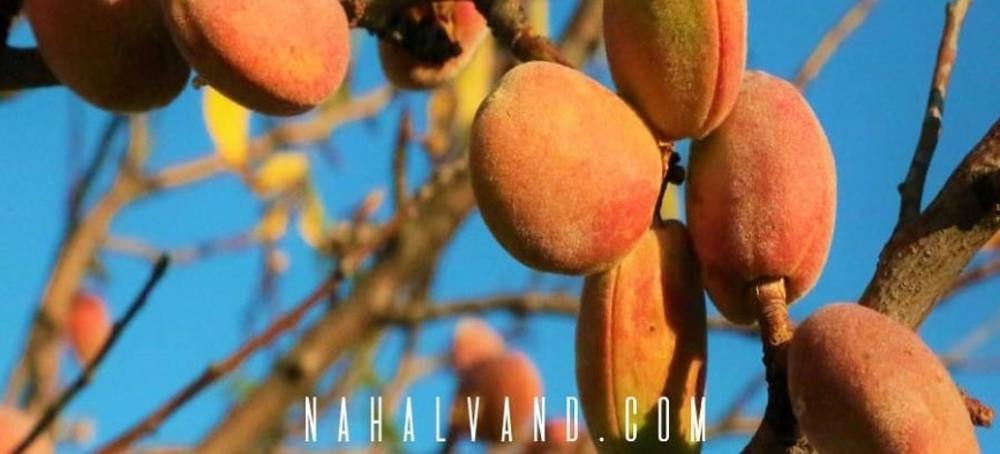 با احداث یک باغ تجاری بادام به یکی از بهترین بیزینس من های منطقه تبدیل شوید