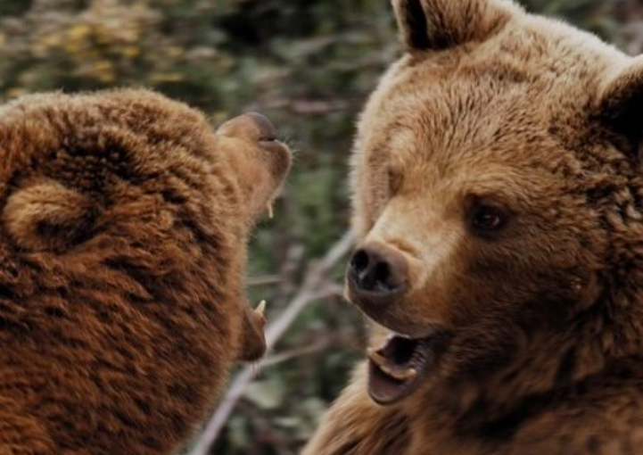 دوبله یک مستند حیات وحش برای تلویزیون