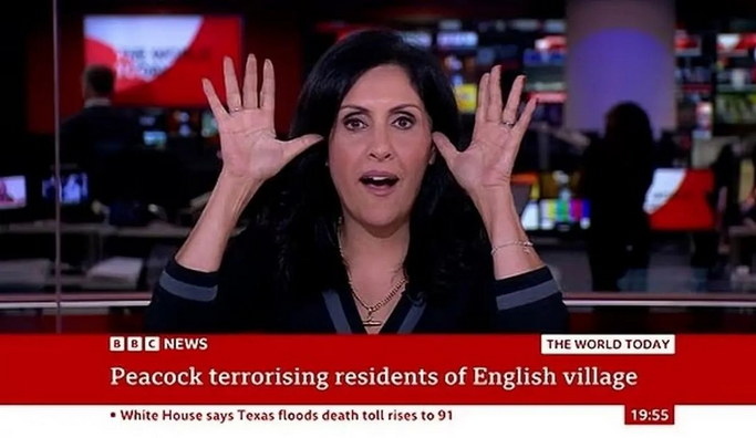 مجری بیبیسی با اجرای صدای طاووس روی آنتن زنده خبرساز شد/ ویدئو
